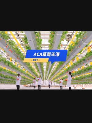 自由升降、追光生长。#ACA草莓天瀑，美爆了！向天再借500平！#ACA可控农业 #华维集团 #数字农业
