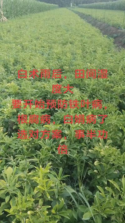 雨期过后白术病害要防治了
预防铁叶病，白娟病
现在也进入了膨大期
可以打膨大的
