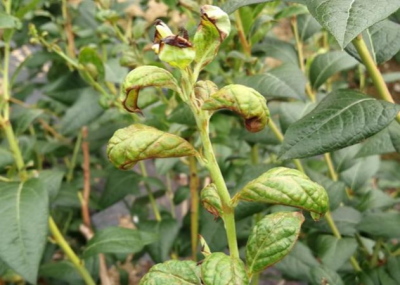蓝莓蓟马微小难察，危害叶片嫩梢花果，需农物生化综合防治