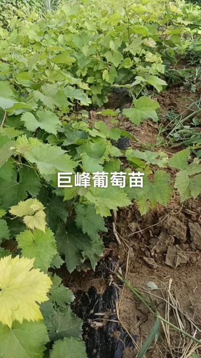 巨峰葡萄苗。一年扦插苗。需要联系。苗圃基地直销！需要联系18534302961