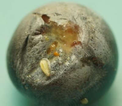 蓝莓果蝇危害大，综合防治要趁早，农物化生结合保蓝莓品质