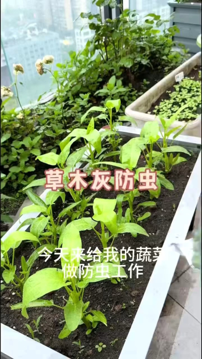草木灰防虫，防根腐病