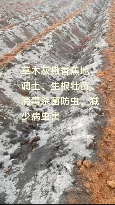 [太阳]纯植物草木灰源头厂家，草木灰广泛适用于各类农作物，是性价比很高的有机肥