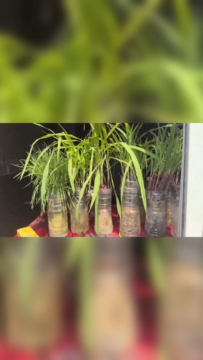 微生物菌剂，出厂前每克添加5亿微生物。最新实验生根育苗，保证不烧苗，促进毛细根增长，抑制病虫害，疏松土壤，保水保肥。近期需要用肥的老板提前联系，19331068337微信同步。