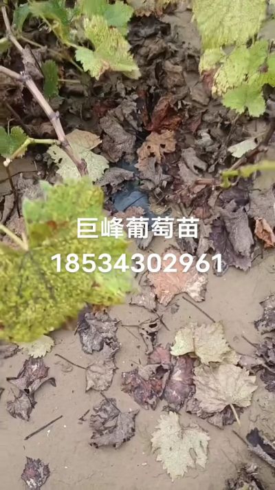 巨峰葡萄苗，一年扦插苗，苗圃基地直销！需要联系18534302961