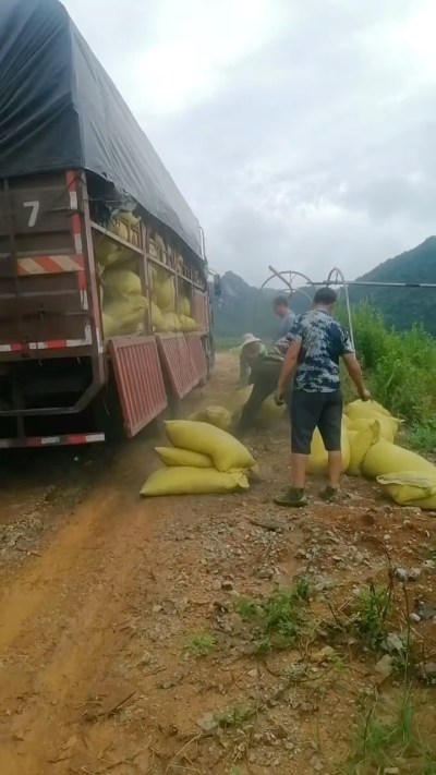 种植前先撒草木灰犁地，调节土壤，增加土壤肥力
#农业种植