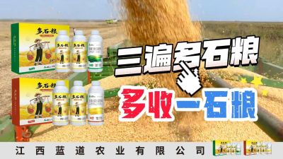 冬季种植，油菜，小麦，草莓等作物的，出现了除草剂药害，黄叶，僵苗，苗不长等问题，马上用多石粮，确保5天见到效果。
