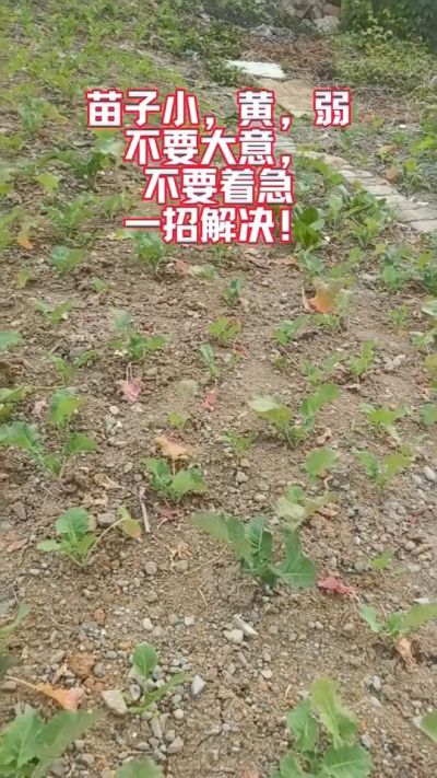 油菜苗子弱苗子小，就用多石粮，5天见效果。