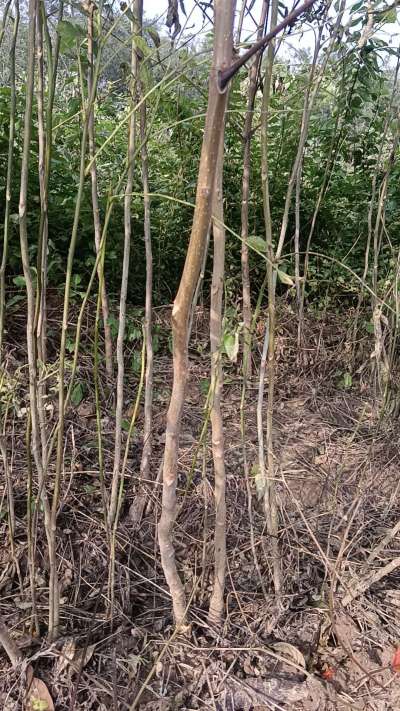 出售臭椿苗，巨峰葡萄苗。药用连翘苗，科研五号优质种苗，2/5年苗，药用连翘树，挂果树，全国包邮到家！财富密码18534302961