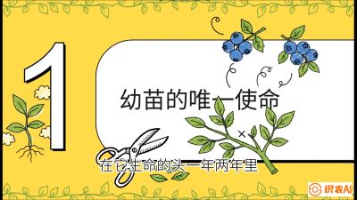 第6节：修剪决定产量（上）&mdash;&mdash;幼苗期与生长期修剪， 课程：《蓝莓&ldquo;高产&rdquo;实战课：从选苗到丰收的10个关键点》