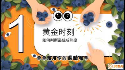 第10节：完美的&ldquo;果粉&rdquo;&mdash;&mdash;采摘时机与保鲜， 课程：《蓝莓&ldquo;高产&rdquo;实战课：从选苗到丰收的10个关键点》
