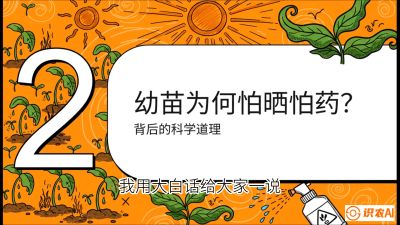 第02节：幼树管理&mdash;&mdash;&ldquo;防晒又防草，树势起得早&rdquo;，课程：《槟榔种植：从不懂到精通的10堂必修课》