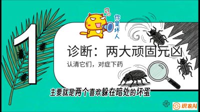 第06节：顽固虫害防治&mdash;&mdash;&ldquo;钻心虫与红蜘蛛，打准时间才服输&rdquo;《槟榔种植：从不懂到精通的10堂必修课》