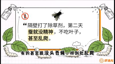 第05节：养蚕人的&ldquo;排雷战&rdquo;&mdash;&mdash;除草剂的生死禁忌，课程：《桑海淘金：桑树高产与蚕桑安全进阶实战课》