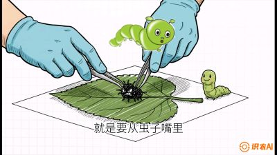 第07节：虫口夺叶（下）&mdash;&mdash;不得不打药时的&ldquo;解毒术&rdquo;，课程：《桑海淘金：桑树高产与蚕桑安全进阶实战课》