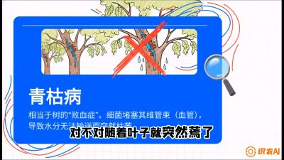 第08节：看不见的杀手&mdash;&mdash;青枯病与萎缩病，课程：《桑海淘金：桑树高产与蚕桑安全进阶实战课》