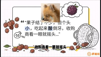 第10节：甜蜜的科学&mdash;&mdash;膨大、增甜与转色，课程：《桑海淘金：桑树高产与蚕桑安全进阶实战课》