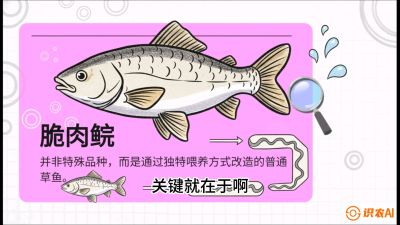 第六节：【老品升级&middot;脆肉鲩】如何让草鱼身价翻倍？，课程：《黄金鳞甲：2025中国淡水鱼高效养殖实战营》