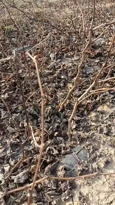 出售巨峰葡萄苗。药用连翘苗，科研五号优质种苗，2/5年苗，药用连翘树，挂果树，全国包邮到家！财富密码18534302961