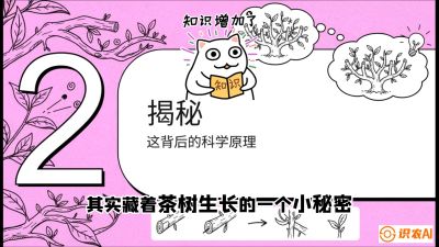 第04节（修剪篇）：树势复活术：从&ldquo;越剪越弱&rdquo;到&ldquo;枝繁叶茂&rdquo;的能量管理与夏秋茶逆袭，课程：《茶金时代：从&ldquo;看天吃饭&rdquo;到&ldquo;精准控局&rdquo;的茶叶高产提质实战课》