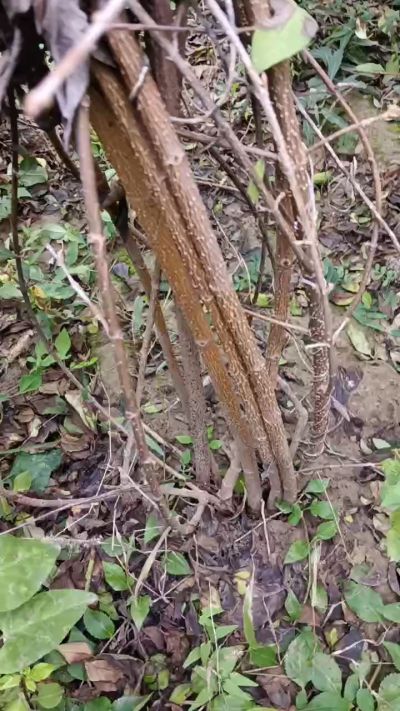 出售药用连翘苗，科研五号优质种苗，2/5年苗，药用连翘树，挂果树，全国包邮到家！财富密码18534302961出售药用连翘苗，科研五号优质种苗，2/5年苗，药用连翘树，挂果树，全国包邮到家！财富密码1