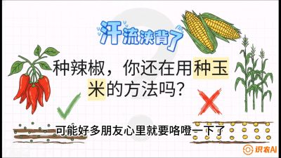 第1节：【品种定江山】工业辣椒vs小米辣：底肥公式与密度陷阱的&ldquo;百万生意经&rdquo;，课程：《辣椒种植实战特训营，从工业辣椒到精品小米辣，教你如何把&ldquo;草&rdquo;种成&ldquo;金&rdquo;》