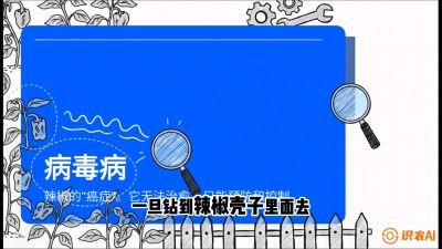 第5节：【病毒病阻击】辣椒的&ldquo;癌症&rdquo;怎么治？从&ldquo;绝收恐慌&rdquo;到&ldquo;带毒生产&rdquo;的逆转术，课程：《辣椒种植实战特训营，从工业辣椒到精品小米辣，教你如何把&ldquo;草&rdquo;种成&ldquo;金&rdquo;》