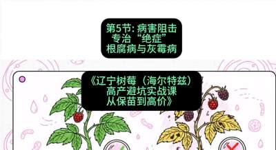 第五节： 病害阻击&mdash;&mdash;专治&ldquo;绝症&rdquo;根腐病与灰霉病，课程：《辽宁树莓（海尔特兹）高产避坑实战课：从保苗到高价》