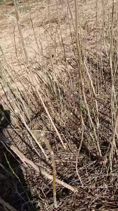 出售臭椿苗，巨峰葡萄苗。药用连翘苗，科研五号优质种苗，2/5年苗，药用连翘树，挂果树，全国包邮到家！财富密码18534302961