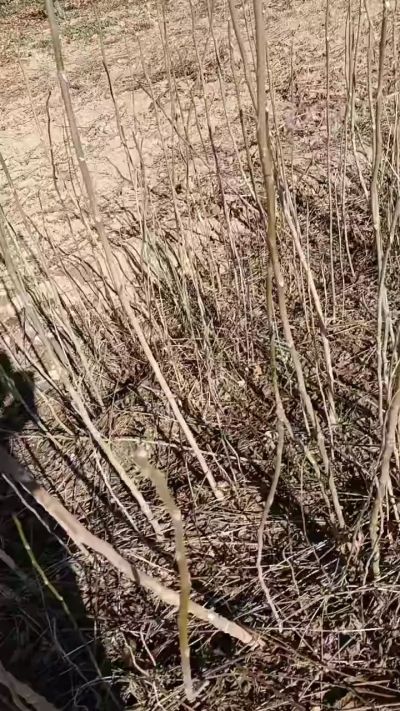 出售臭椿苗，巨峰葡萄苗。药用连翘苗，科研五号优质种苗，2/5年苗，药用连翘树，挂果树，全国包邮到家！财富密码18534302961