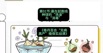 第01节：赢在起跑线&mdash;&mdash;种球的&ldquo;洗澡&rdquo;与&ldquo;消毒&rdquo;，课程：《卷丹百合&ldquo;无病高产&rdquo;植保实战课》#识农AI