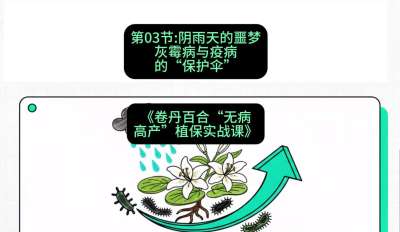第03节：阴雨天的噩梦&mdash;&mdash;灰霉病与疫病的&ldquo;保护伞&rdquo;，课程：《卷丹百合&ldquo;无病高产&rdquo;植保实战课》#识农AI