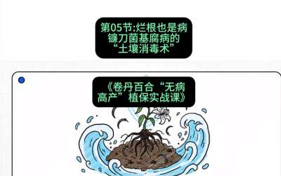 第05节：烂根也是病&mdash;&mdash;镰刀菌基腐病的&ldquo;土壤消毒术&rdquo; ，课程：《卷丹百合&ldquo;无病高产&rdquo;植保实战课》#识农AI