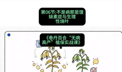 第06节：不是病那是饿&mdash;&mdash;缺素症与生理性烧叶 ，课程：《卷丹百合&ldquo;无病高产&rdquo;植保实战课》#识农AI