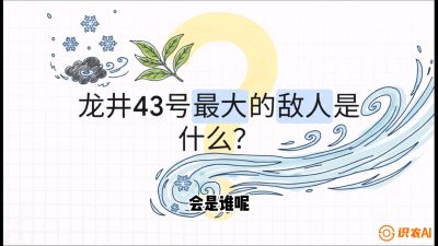 第04节：龙井双璧&mdash;&mdash;龙井43与群体种的差异化护养（重点），课程：《茗茶卫士&mdash;&mdash;茶叶病虫害绿色防控实战课》#识农AI