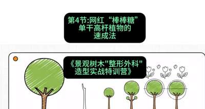 第04节：网红&ldquo;棒棒糖&rdquo;&mdash;&mdash;单干高杆植物的速成法，课程：《景观树木&ldquo;整形外科&rdquo;造型实战特训营》#识农AI