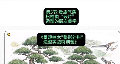 第05节：贵族气质&mdash;&mdash;松柏类&ldquo;云片&rdquo;造型的层次美学，课程：《景观树木&ldquo;整形外科&rdquo;造型实战特训营》#识农AI