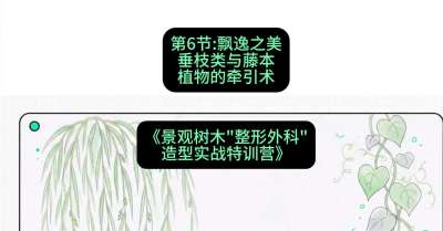 第06节：飘逸之美&mdash;&mdash;垂枝类与藤本植物的牵引术，课程：《景观树木&ldquo;整形外科&rdquo;造型实战特训营》#识农AI