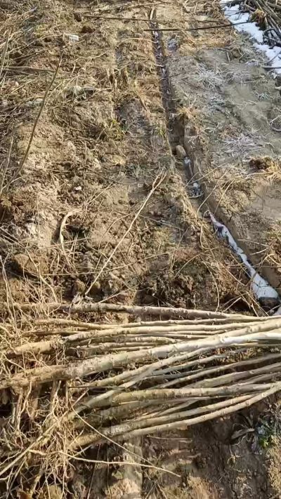 臭椿树苗，一年苗，需要联系18534302961