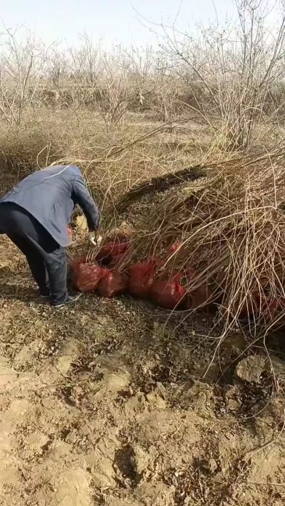 出售药用连翘苗，科研五号优质种苗，2/5年苗，药用连翘树，挂果树，全国包邮到家！财富密码18534302961出售药用连翘苗，科研五号优质种苗，2/5年苗，药用连翘树，挂果树，全国包邮到家！财富密码1
