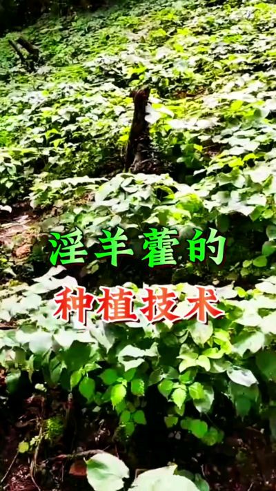 揭秘&ldquo;仙草&rdquo;淫羊藿的种植密码！耐严寒耐贫瘠，林下套种不占耕地，管理简单还能套种其他作物，一亩地的投入两亩地的收益～ 想返乡创业的赶紧码住！ #淫羊藿种植技术 #返乡创业项目 #药材种植指南 #农业新风