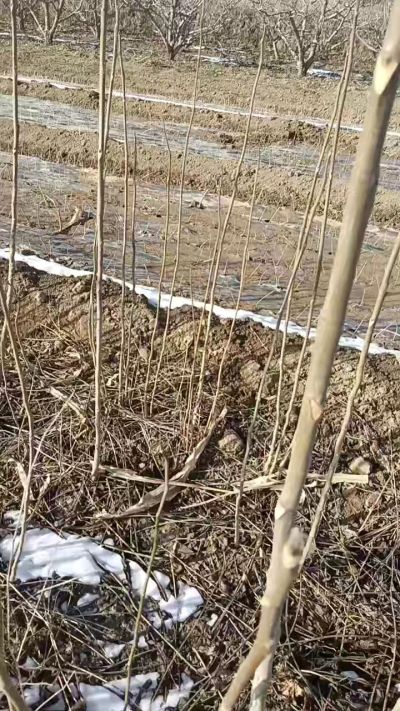 臭椿苗，一年苗，需要联系我，全国包邮到家。18534302961