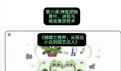 第六节：神医把脉：黄叶、消苞与病虫害逆转术，课程：《蝴蝶兰雅养六讲：从阳台小白到园艺达人》#识农AI