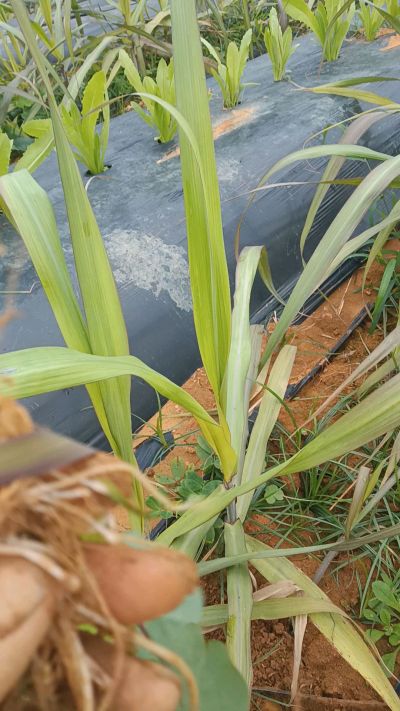 黑甘蔗种植下去，三个月。第一次追肥，