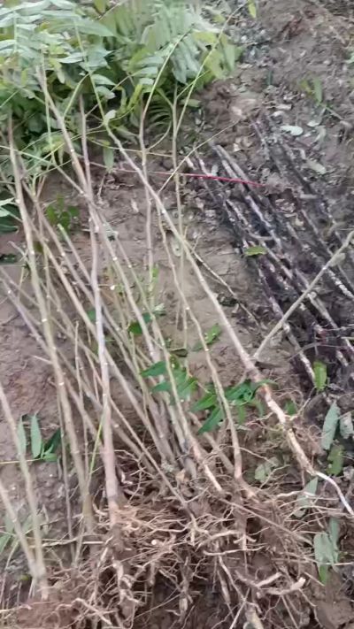 出售臭椿苗，巨峰葡萄苗。药用连翘苗，科研五号优质种苗，2/5年苗，药用连翘树，挂果树，全国包邮到家！财富密码18534302961