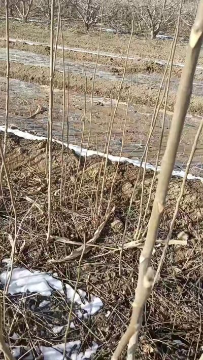 出售臭椿苗，巨峰葡萄苗。药用连翘苗，科研五号优质种苗，2/5年苗，药用连翘树，挂果树，全国包邮到家！财富密码18534302961