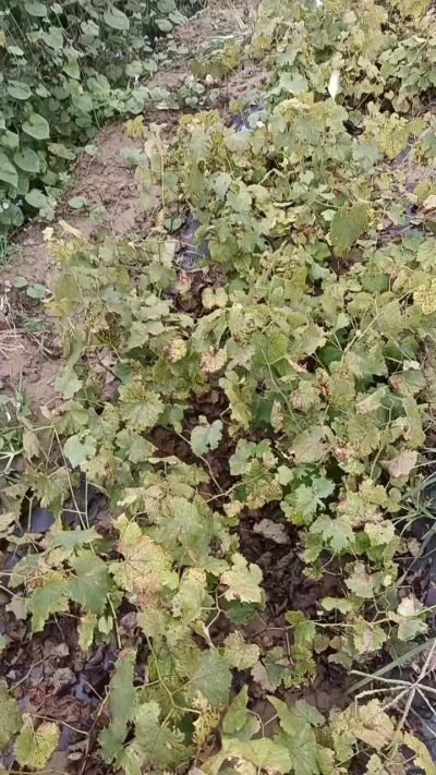 出售巨峰葡萄苗。药用连翘苗，科研五号优质种苗，2/5年苗，药用连翘树，挂果树，全国包邮到家！财富密码18534302961