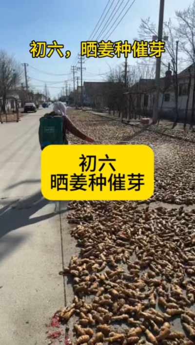 大年初六，晒姜种催芽