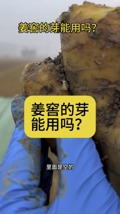 姜窖的芽能用吗？