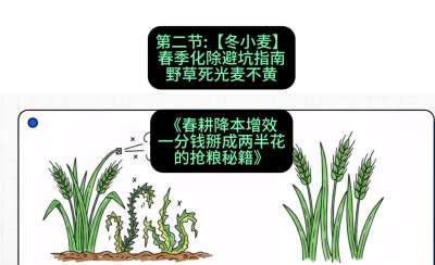 第二节：【冬小麦】春季化除避坑指南，野草死光麦不黄